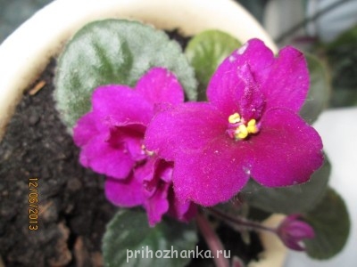 Мои комнатные растения. - IMG_0347[1].JPG