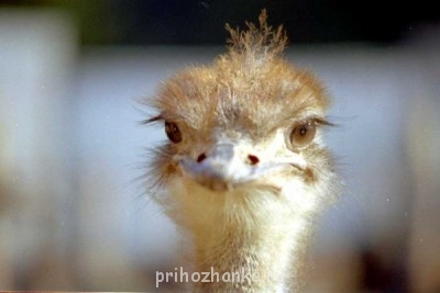 Аватарки. Наши интернет-лица - obozrevatel_com.jpg21.jpg