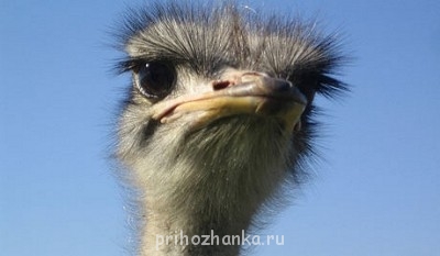 Аватарки. Наши интернет-лица - 1808822778_d7570be863_z.jpg.1000x297x1.jpg21.jpg