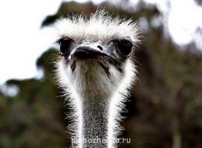 Аватарки. Наши интернет-лица - Африканский-страус.jpg21.jpg