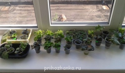 Мои комнатные растения. - фиалки 8.07.13.jpg
