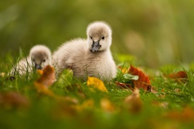 Аватарки. Наши интернет-лица - fwu2AwkJnns.jpg