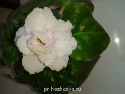 Мои комнатные растения. - Ф2.jpg