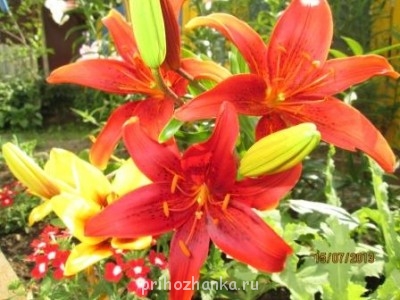 Декоративные садовые растения. - IMG_0479.jpg