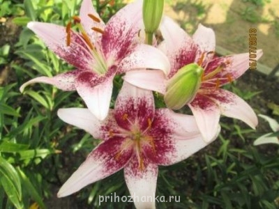 Декоративные садовые растения. - IMG_0482.jpg