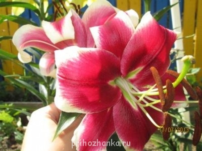 Декоративные садовые растения. - IMG_0486.jpg