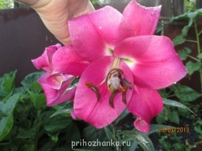 Декоративные садовые растения. - IMG_0492.jpg