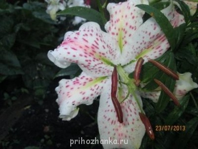 Декоративные садовые растения. - IMG_0495.jpg