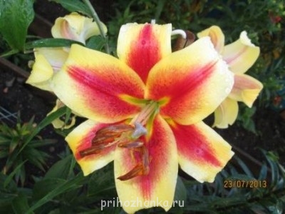 Декоративные садовые растения. - IMG_0500.jpg