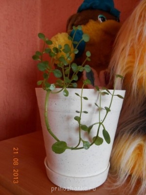 Подскажите, как называется такое растение? - DSCN1291.jpg