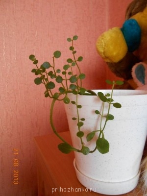 Подскажите, как называется такое растение? - DSCN1289.jpg