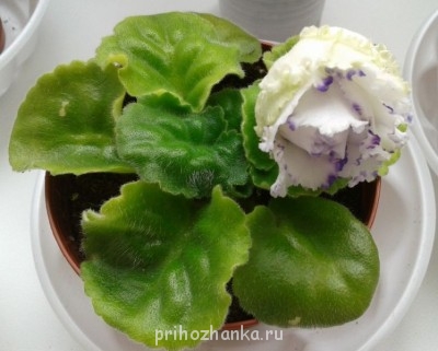 Мои комнатные растения. - 2013-09-03 12.35.00.jpg