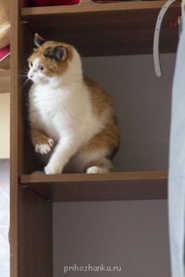 Кого из животных вы содержите? Фото приветствуется. - IMG_6332.JPG