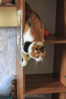 Кого из животных вы содержите? Фото приветствуется. - IMG_6355.JPG