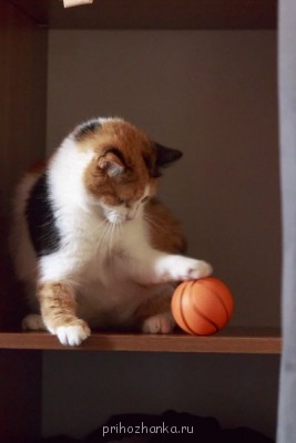 Кого из животных вы содержите? Фото приветствуется. - IMG_6317.JPG