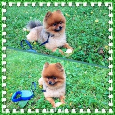 Кого из животных вы содержите? Фото приветствуется. - Gaqep3H9JYA.jpg