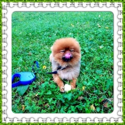 Кого из животных вы содержите? Фото приветствуется. - be2VCuIH6oE.jpg