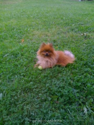 Кого из животных вы содержите? Фото приветствуется. - IMG_0175.jpg