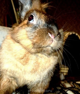 Вот мои малыши)) попугая потом покажу, фотку надо с телефона скинуть.