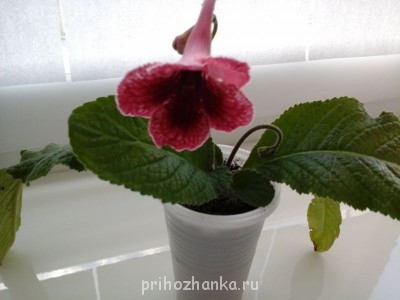 Мои комнатные растения. - 20130915_170654.jpg