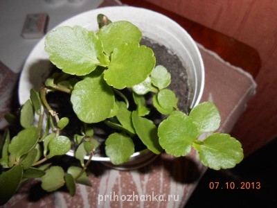 Подскажите, как называется такое растение? - DSCN2278.jpg