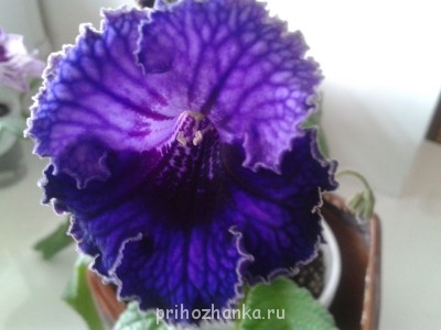 Мои комнатные растения. - 2013-10-12 14.46.05.jpg