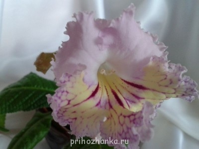 Renia - первый цветочек