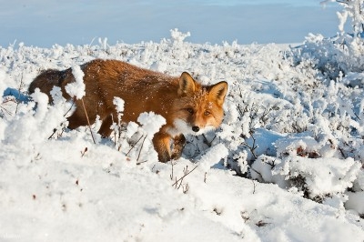 А у вас сейчас какое настроение? - 0_9b997_f9614d71_XL.jpg