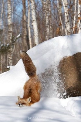 А у вас сейчас какое настроение? - 72657292_1301209126_6af658a0fe008fff83574a959c4.jpg