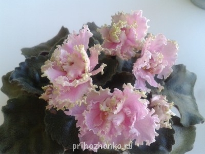 ЛЕ-Короли и капуста