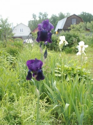 Декоративные садовые растения. - PICT0221.JPG