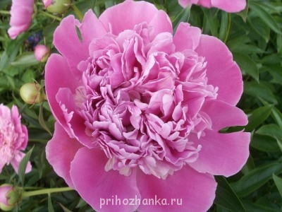 Декоративные садовые растения. - PICT0218.JPG