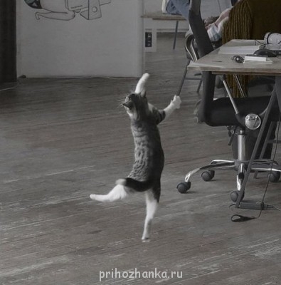 Cмешное из жизни животных. Фото и видео из интернета. - cat-dance-02.jpg