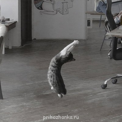 Cмешное из жизни животных. Фото и видео из интернета. - cat-dance-04.jpg