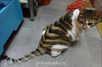 Cмешное из жизни животных. Фото и видео из интернета. - RcGhf8_JpRQ.jpg