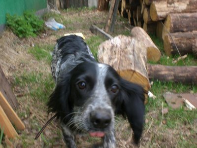 Кого из животных вы содержите? Фото приветствуется. - CIMG0693.JPG