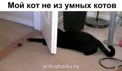 Cмешное из жизни животных. Фото и видео из интернета. - 0nJIomn9Ycw.jpg