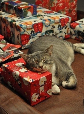 Cмешное из жизни животных. Фото и видео из интернета. - ybPdEohIQ18.jpg