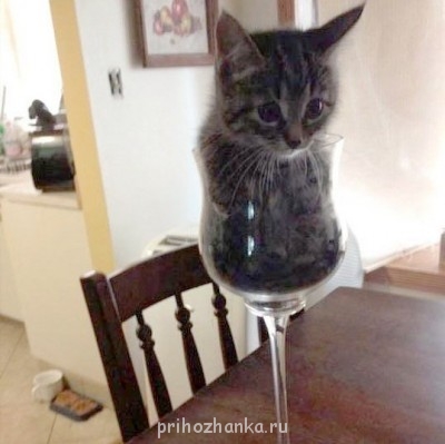 Cмешное из жизни животных. Фото и видео из интернета. - 1HaJpKF0ki8.jpg