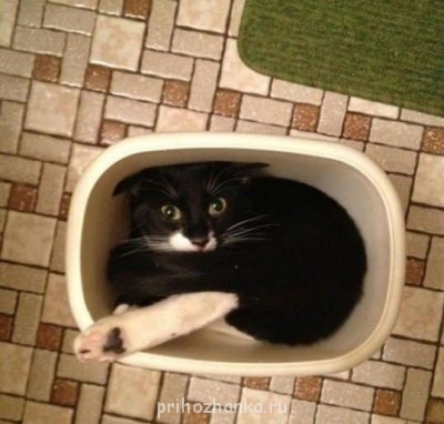 Cмешное из жизни животных. Фото и видео из интернета. - 3pFhTU96fDQ.jpg