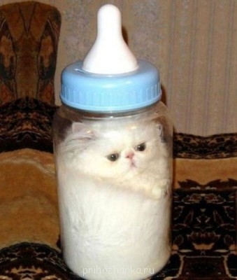 Cмешное из жизни животных. Фото и видео из интернета. - 04er2hW7bOE.jpg