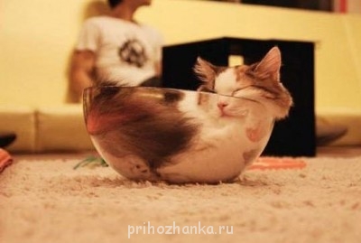 Cмешное из жизни животных. Фото и видео из интернета. - 7rqb7In6nJI.jpg