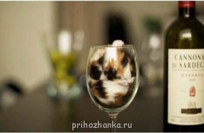 Cмешное из жизни животных. Фото и видео из интернета. - Il_cmauU0CM.jpg