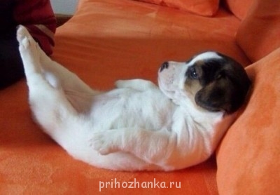 Cмешное из жизни животных. Фото и видео из интернета. - E84Om_G0vm4.jpg