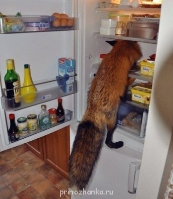 такой вот еще персонаж: осовременивание лис, раньше они в курятник за пропитанием лазали)))