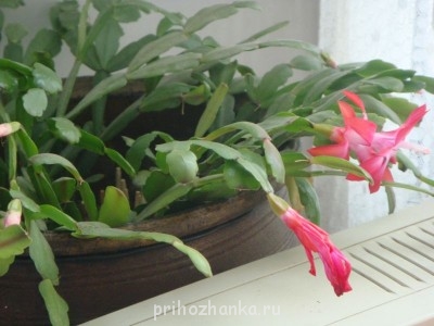 Мои комнатные растения. - DSC09883.JPG