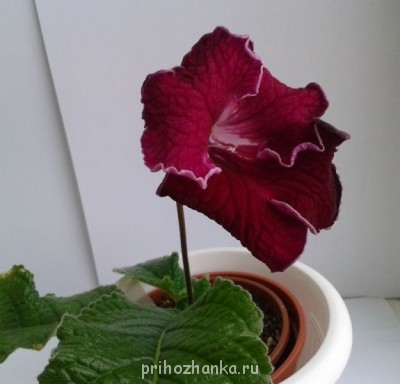 Мои комнатные растения. - маргарита1.jpg