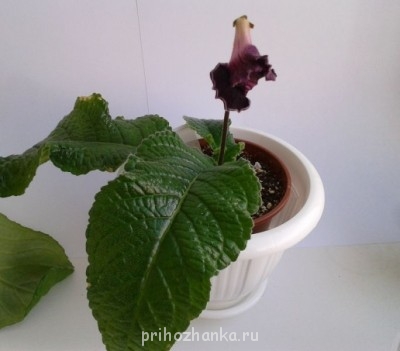 Мои комнатные растения. - маргарита.jpg