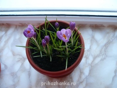 Мои комнатные растения. - P1120905.JPG