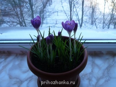 Мои комнатные растения. - P1120907.JPG